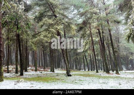 "Natürliche Poiso' Park mit Schnee auf der Insel Madeira, Portugal Stockfoto