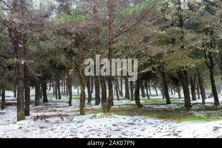"Natürliche Poiso' Park mit Schnee auf der Insel Madeira, Portugal Stockfoto