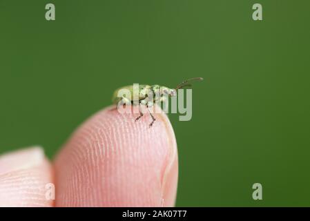 Brennnessel Rüsselkäfer auf einen Finger für Skalierung Stockfoto