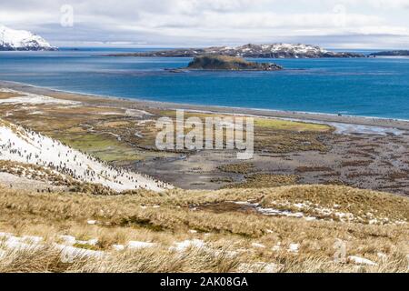 König Pinguinkolonie, Salisbury Plain, Südgeorgien, Antarktis Stockfoto