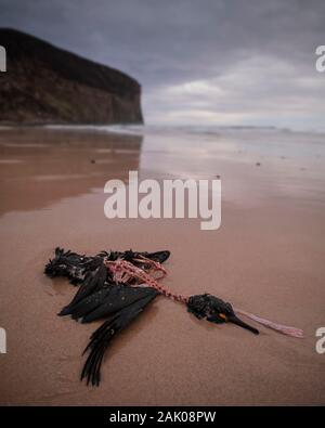 Gemeinsame Shag (Phalacrocorax aristotelis) Kormoran Karkasse gewaschen an Land am Strand bei Rackwick Bay, Hoy, Orkney, Schottland Stockfoto