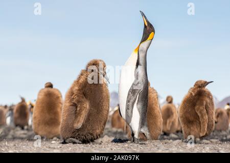 Königspinguin Küken an der Salisbury Plain, King Penguin Colony, Südgeorgien, Antarktis Stockfoto