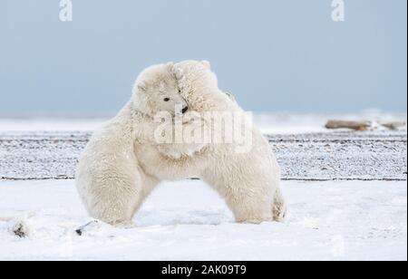Eisbär Cubs umarmen sich in der Arktis Stockfoto