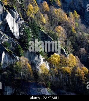 Bild in Val Masino genommen, was einem waldland von Tannen, Kiefern und Birken. Stockfoto