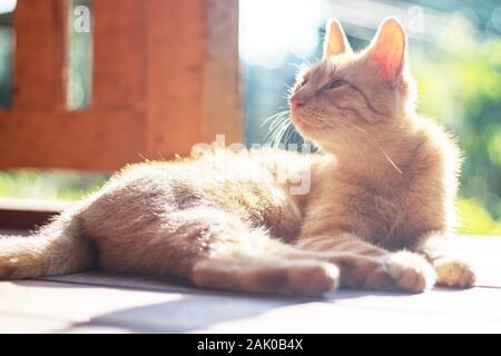 Rote Katze liegt und ruht draußen auf der Terrasse und blickt auf, sonniger Tag Stockfoto