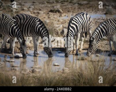 Vier Zebras trinken am Wasserloch im Etosha Nationalpark, Namibia Stockfoto