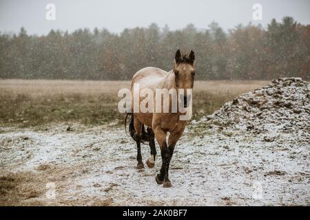 Buckskin Quarter Horse in einem verschneiten Feld Stockfoto