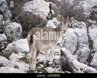 Hispanic Ibex (Capra Pyrenaica) Torcal de Antequera, Spanien Stockfoto