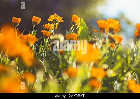 Schöne orangefarbene Blumen (Marigold) im Garten - Nahansicht, heller sonniger Tag, verschwommener Hintergrund Stockfoto