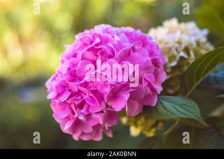 Rosa blühende Hortensienblume im Garten, Nahaufnahme, grün verschwommener Hintergrund Stockfoto