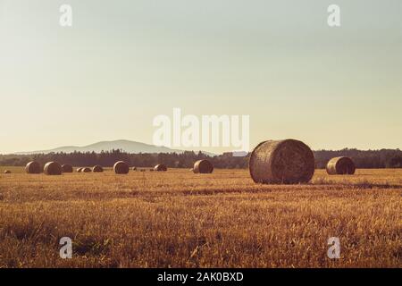 Strohballen auf Stoppelfeld, Hügel und Wald im Hintergrund, Sonnenuntergang, klarer Himmel, Landschaft in goldenem Sonnenlicht Stockfoto