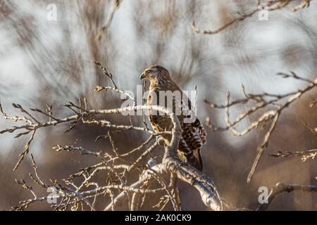 Eine Red Tailed Hawk thront auf einem Ast warten auf ihre Opfer in Vian, Oklahoma 2019 Stockfoto