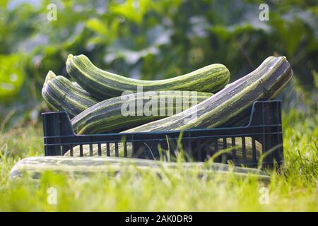 Zucchini Ernte - Zucchini in einer Schachtel, im Gras im Garten Stockfoto