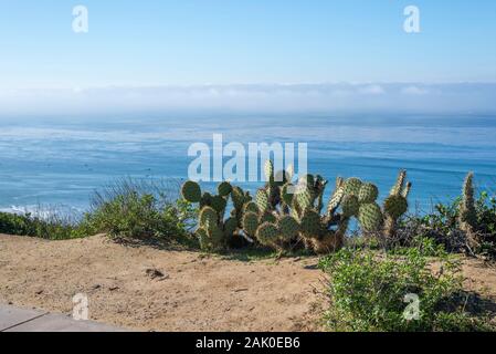 Kaktus Anlage hoch über dem Pazifischen Ozean. Cabrillo National Monument. San Diego, Kalifornien, USA. Stockfoto