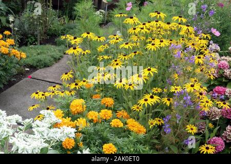 Schrebergärten Blumen Rudbeckia mehrfarbige Blumen Stockfoto