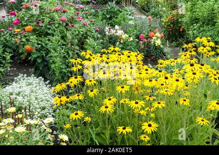 Schrebergarten blumen Rudbeckia Stockfoto