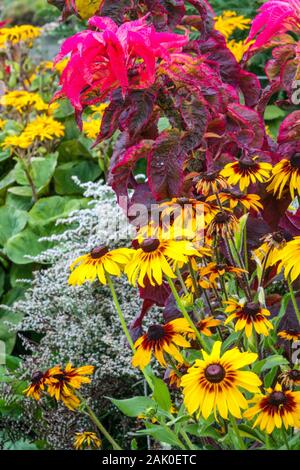 Schrebergartenblumen, bunte Kombination rot gelbe Pflanzen, schwarz geäugte Susan Amaranth Rudbeckia Stockfoto