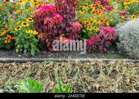 Schrebergarten Blumen, bunten Kombination rot gelb Pflanzen, Black Eyed Susan Stockfoto