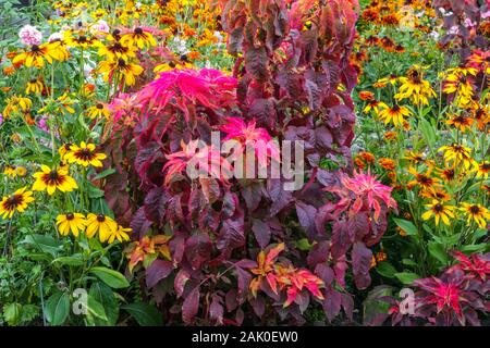 Kleingartenblumen, bunte Kombination rotgelber Pflanzen, Black Eyed Susan, Amaranthus tricolor Stockfoto