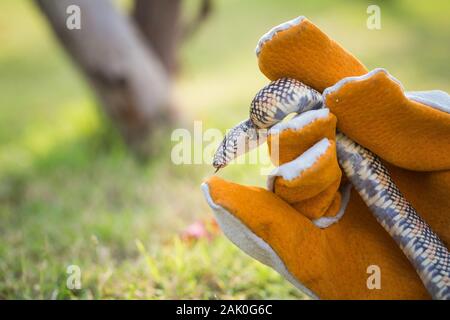 Lampropeltis getula meansi, allgemein bekannt als Apalachicola Kingsnake Stockfoto