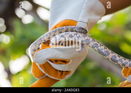 Lampropeltis getula meansi, allgemein bekannt als Apalachicola Kingsnake Stockfoto