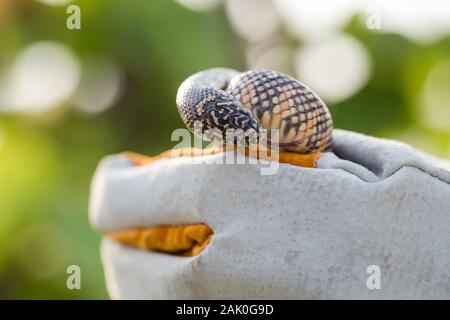 Lampropeltis getula meansi, allgemein bekannt als Apalachicola Kingsnake Stockfoto