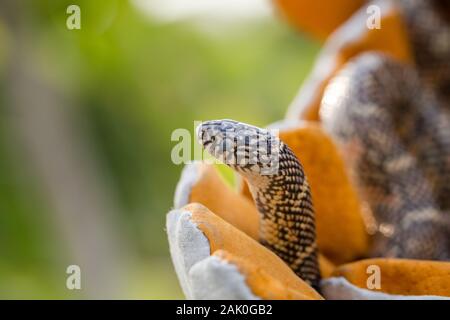 Lampropeltis getula meansi, allgemein bekannt als Apalachicola Kingsnake Stockfoto