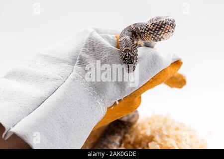 Lampropeltis getula meansi, allgemein bekannt als Apalachicola Kingsnake Stockfoto