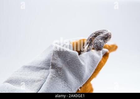 Lampropeltis getula meansi, allgemein bekannt als Apalachicola Kingsnake Stockfoto