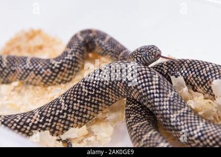 Lampropeltis getula meansi, allgemein bekannt als Apalachicola Kingsnake Stockfoto