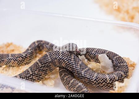 Lampropeltis getula meansi, allgemein bekannt als Apalachicola Kingsnake Stockfoto