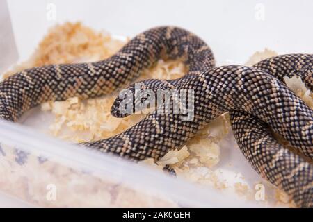 Lampropeltis getula meansi, allgemein bekannt als Apalachicola Kingsnake Stockfoto