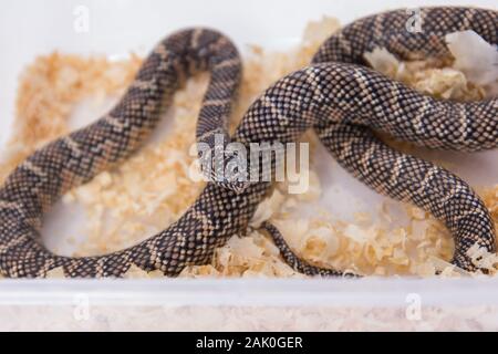 Lampropeltis getula meansi, allgemein bekannt als Apalachicola Kingsnake Stockfoto