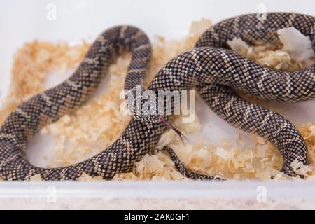 Lampropeltis getula meansi, allgemein bekannt als Apalachicola Kingsnake Stockfoto