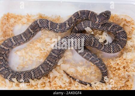 Lampropeltis getula meansi, allgemein bekannt als Apalachicola Kingsnake Stockfoto