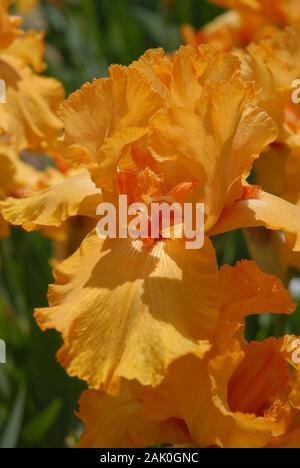 Tall Bearded Iris, Andalou Stockfoto