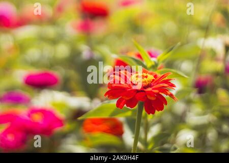 Rote Blumen im Garten - Rote Zinnia Blume, im Garten mit roten und rosa Blüten, Nahaufnahme, verschwommener Hintergrund Stockfoto