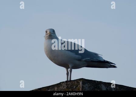 Möwe auf Leiste, Weichzeichner, Aberdeen 2020 Stockfoto