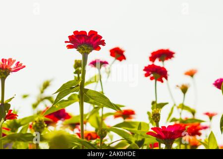 Rote Zinnia Blüten, im Garten mit roten Blumen, Nahaufnahme, klarer weißer Himmel Hintergrund, rote Blüten isoliert auf weißem Hintergrund Stockfoto