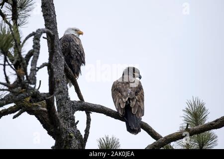 Ein erwachsener und eine unreife Eagle teilen sich einen Baum zusammen in der Nähe von Coeur d'Alene, Idaho. Stockfoto