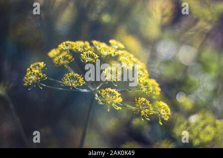 Dill (schöne gelbe Blumen) im Garten, von der Sonne beleuchtet, Nahansicht, verschwommener Hintergrund Stockfoto