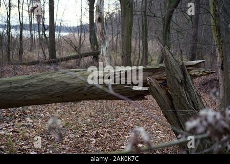 Gebrochene Baum im Herbst im Wald liegen - im Hintergrund bleibt und den See gefallen Stockfoto