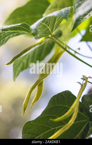 Bohnen auf der Pflanze (gemeine Bohne), grüne Blätter um, klarer Himmel im Hintergrund, im Garten Stockfoto