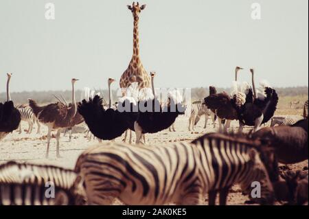 Giraffe vor Zebras und Strauße auf der Suche Stockfoto