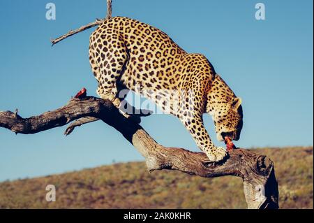 Leopard, Fleisch zu essen auf Ast Stockfoto