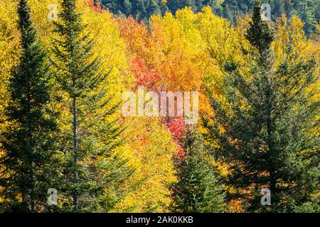 Anzeigen von bunten Herbst Wald Stockfoto