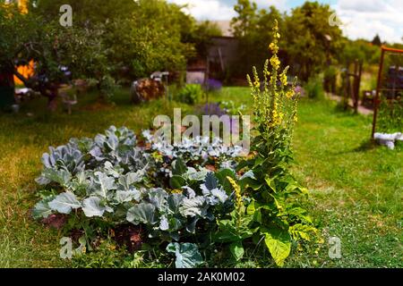 Kohlrabi und blühende Königskerze in einem Blumenbeet in einem ländlichen Garten Stockfoto