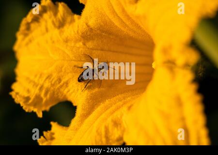 Biene auf Blume - Biene bestäubt gelbe Kürbisblume, sonnigen Sommertag, Nahaufnahme Stockfoto