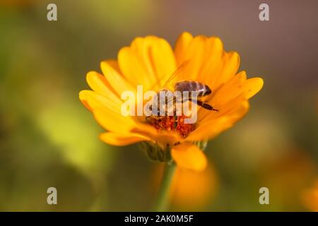 Biene auf Blume - Honig Biene auf orange Ringelblume Blume, im Garten, sonnigen Sommer Tag Morgen, verschwommener Hintergrund Stockfoto