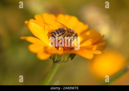 Biene auf Blume - Honig Biene auf orange Ringelblume Blume, im Garten, sonnigen Sommer Tag Morgen, verschwommener Hintergrund Stockfoto